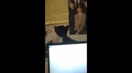 Oreo the cat or the ARMY cat, didn't like how a piece of paper is hanged beside a BTS poster so he ripped it off after looking at it for a short while.