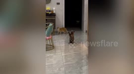 CAT-choo! Hilarious moment feline just can't stop sneezing