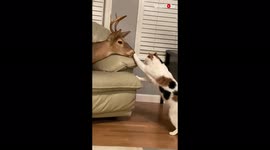 Deer's head in bedroom freaks out curious kitties