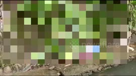 A student is found dead in a vicious manner with dozens of stab wounds from sharp objects in the body