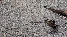 Hundreds of thousands of farmed fish in Indonesian lake wash up dead