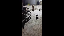 Puppy holds the rope of an untying calf  leaving the calf strangled in the same place