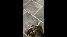 Let’s have some fun playing with a lobster for the first time