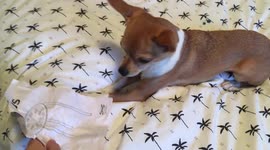 IKEA instruction manual scares Chihuahua out of the room, super cute