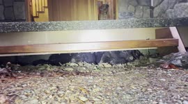 Black bear mother and cub looking for a place to hibernate for the winter.  Bedding down under the deck at the front door.