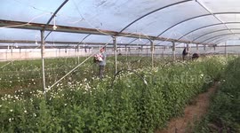 Florists Complain in Gaza Strip about low Demand for Flowers Amid a Ban on Exports.