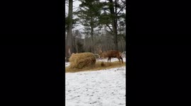 Don't play with your food! Red deer gets hay bale stuck on antlers