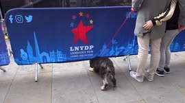 Motorcycle stunt performers wow the crowds at London New Years Day Parade 2022