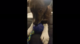 Cute dog barking at owner for attention while playing with a toy