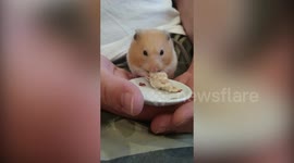Meet the high-class hamster who will only eat fancy cheese from Waitrose