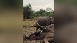 Amusing footage shows mother elephant and her young calf wallowing in mud and breaking wind