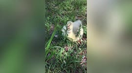 Goose born with no eyes and half a beak rescued and lives happily with retired chickens