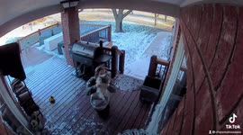 'Saved the dog!' Man falls on icy deck in Kansas but luckily kept the puppy unharmed
