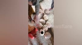 Store mannequins beheaded in Afghanistan ‘for violating Islamic rules’