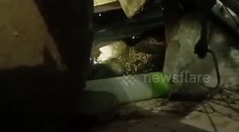 Monitor lizard rampages through woman’s home in Thailand