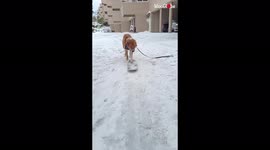 'Skateboarding dog takes advantage of winter snow '