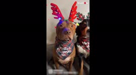 'Adorable dogs pose for camera while wearing Reindeer Antlers & Christmas Bandannas '