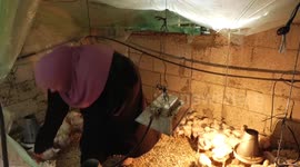 Palestinian engineer, Tasneem Abu Halima, 28, scoops a handful of Azolla aquatic ferns grown at her farm, in Beit Lahia in the nothern Gaza Strip