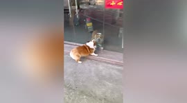 Double trouble! Two corgis move like mirror images on either side of glass door