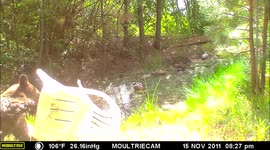 Black bear plays with lawn chair near private pond in Idaho.
