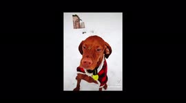 Dog surprises his walker when he comes back with POO on his face