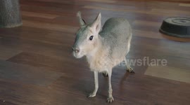 This large rodent knows commands just like a dog