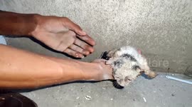 Rescuer in northwestern India saves tiny kitten from drainpipe