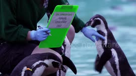 Zookeepers at ZSL London Zoo do their yearly headcount of all of the animals