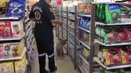 Adorable moment injured dog is carried to safety on a STRETCHER