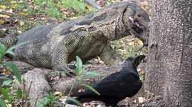 Crow harasses monitor lizard as it tries to eat a fish for lunch