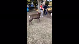 Thousands of deer that live in the city  of Japan