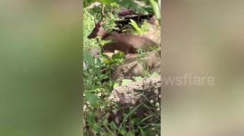 Deer rescued after falling from hill into stream in Thailand