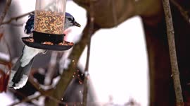 Blue Jay is coming to bird feeder and flying away in slow motion