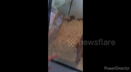 Hamster alive on buying Cage plus advice on how to care for your small animals!