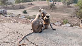 Even Monkey's try to make body bacteria and parasites free in Northern India