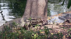 Water Monitor Lizard defends his catch of a large catfish from intruders