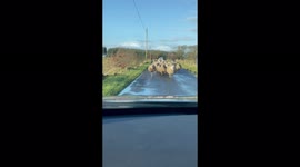 Driver films sheep charging at his car while farmer crashes squad trying to control his herd
