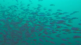 Hermosos peces en Panamá