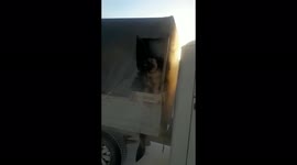 During transportation, a stray dog managed to gobble up the awning from the car
