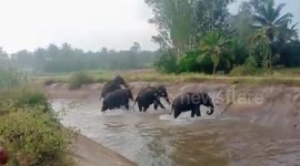 5 elephants descend into canal, struggle to get out in southern India