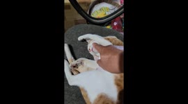 The cat sleeps like the dead even though the man uses many ways to wake it up