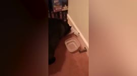 Cat that vanished at a UK service station has been found living there - seven months later