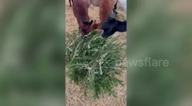 UK farm owner recycles Christmas trees by feeding them to ALPACAS