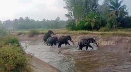 Wild elephants in southern India get stuck in muddy canal