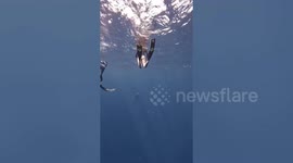 Free diver has a close encounter with a baby WHALE