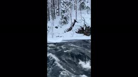Tiny black bird swimming in the icy river on a very cold nordic winter in Finland.