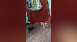 Kittens act tough while squaring up to each other but refuse to actually fight