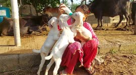 Adorable lamps fight with the care taker for the milk in South India