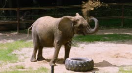 Zoo Animals Munch on Frozen Treats to Keep Cool in the Summer