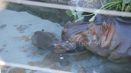 This Baby Hippo Is an All-Star Swimmer!!